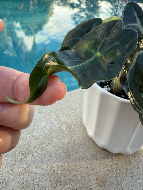 Alocasia Venom