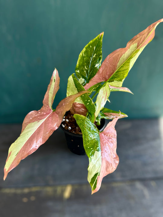 Rare Syngonium Tricolor 4” pot for sale