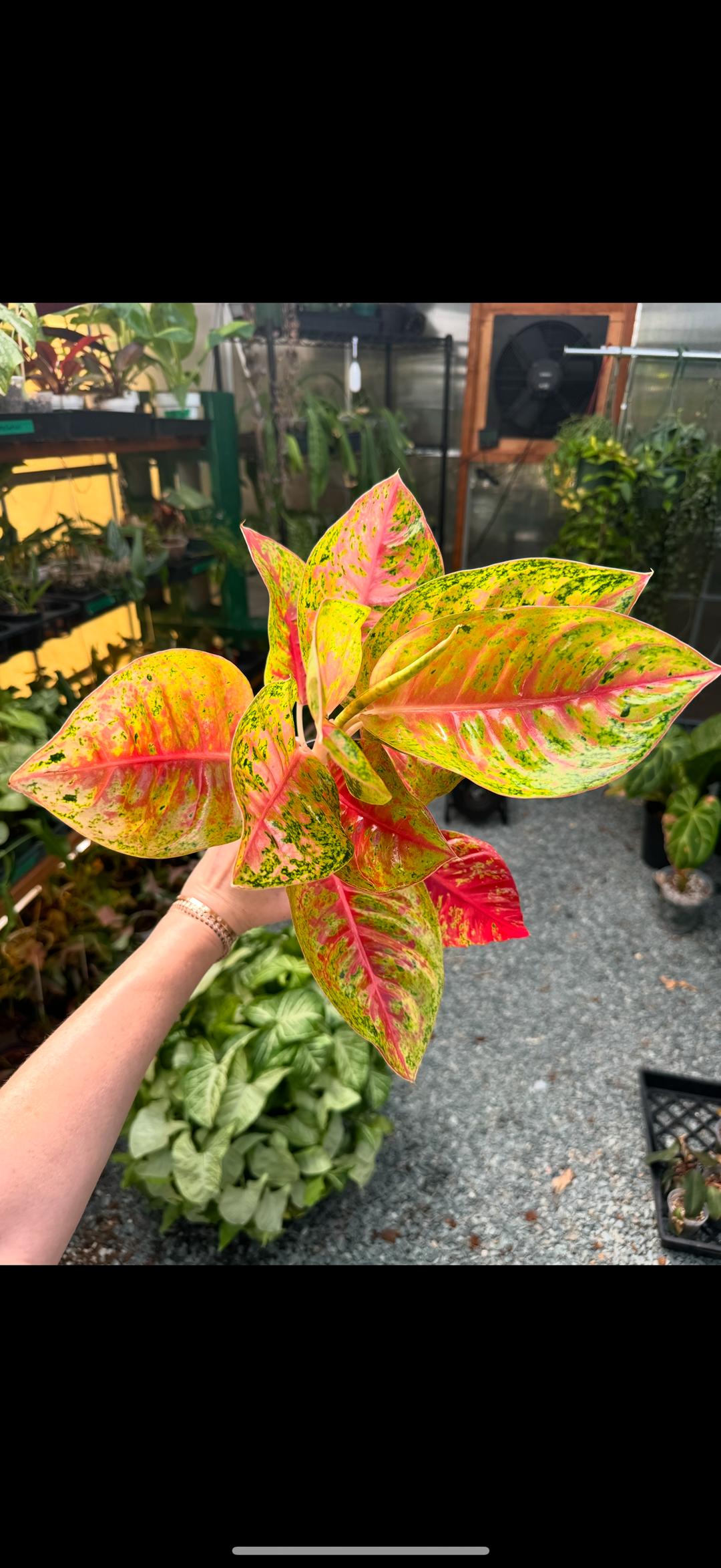 aglaonema harlequin Aglaonema 'Mahasetti' *Rare