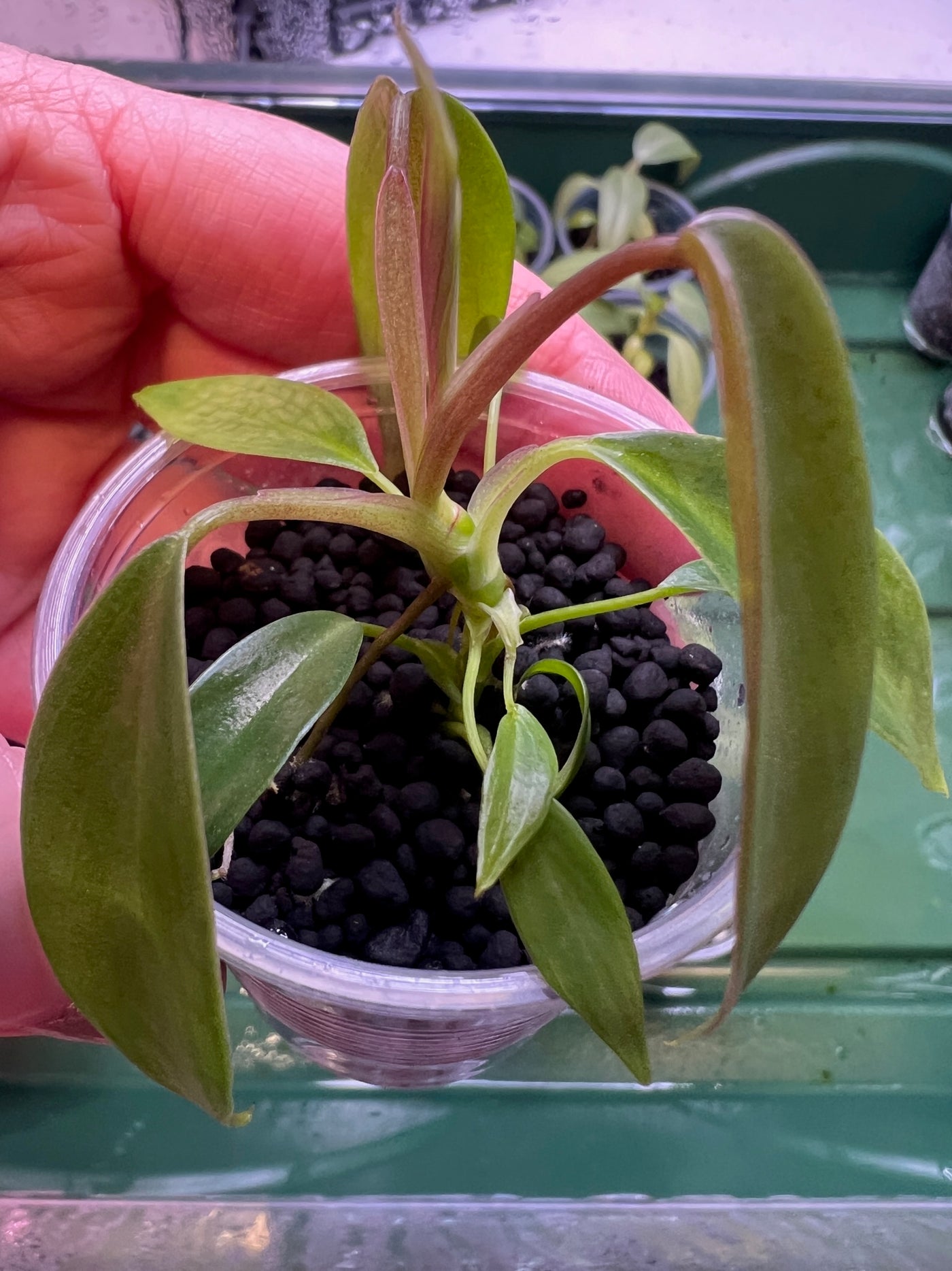 Philodendron Joepii Aroid Starter Plant In Fluval For Sale - San Diego