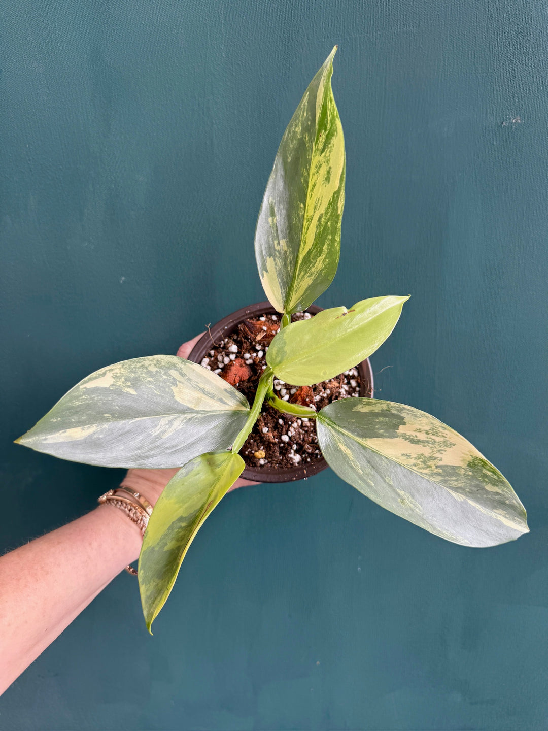 philodendron sword Philodendron 'Silver Sword' variegated *Grower's Choice*
