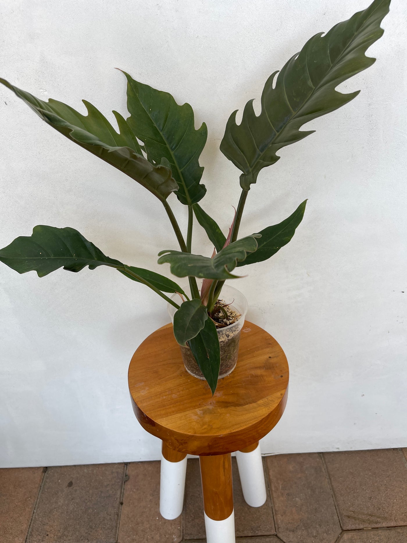 Tall Philodendron Pluto for sale - Plant Vault