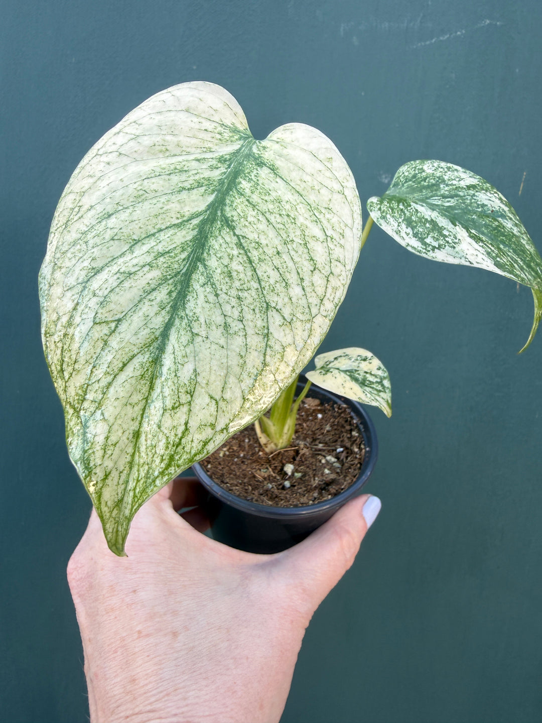 Monstera Mint Variegated