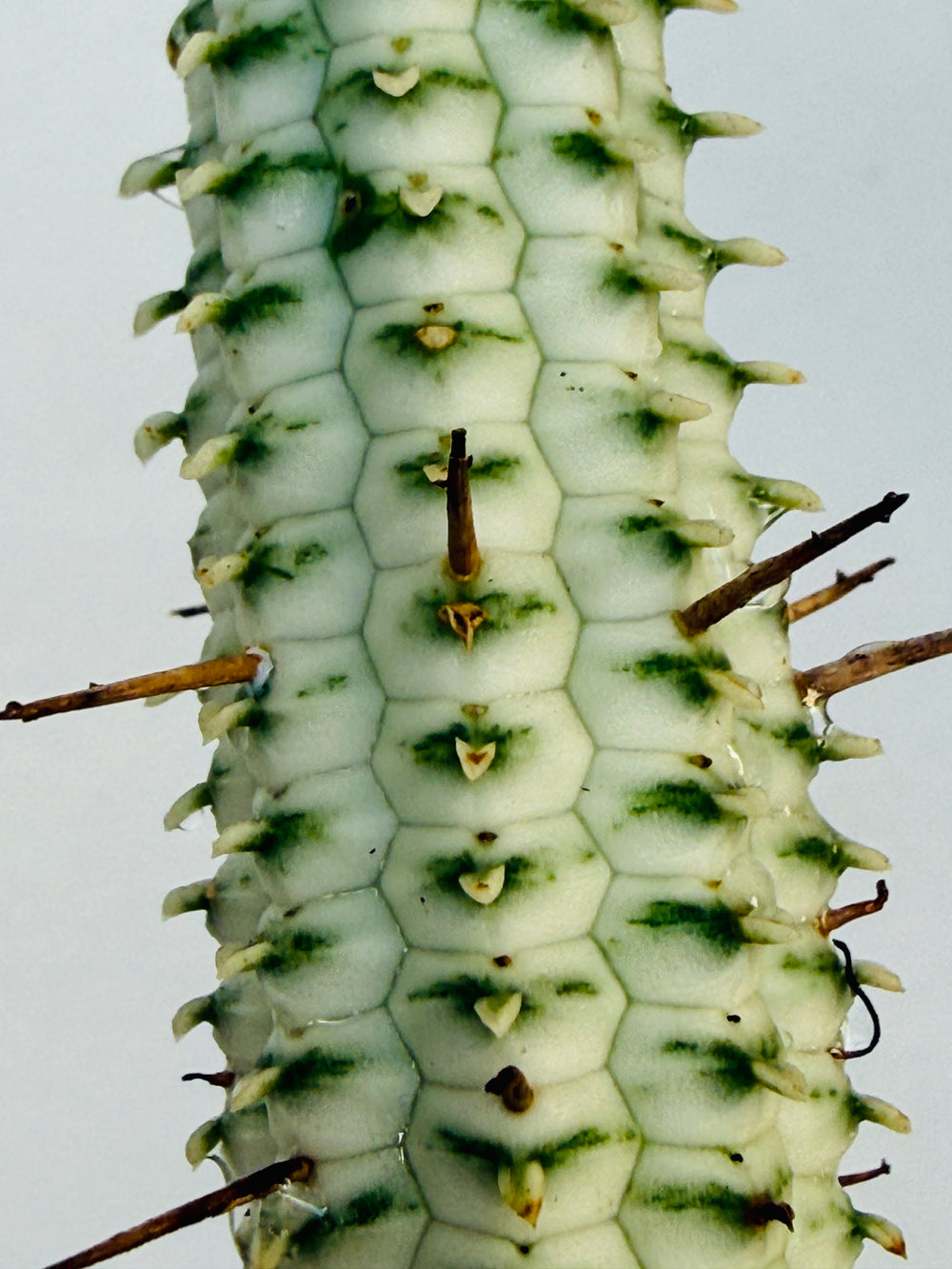 "Corn Cob" Euphorbia mammillaris