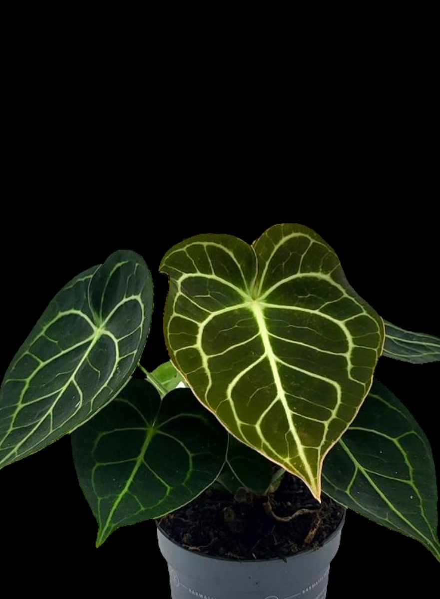 Anthurium Clarinervium 'Dark Form'