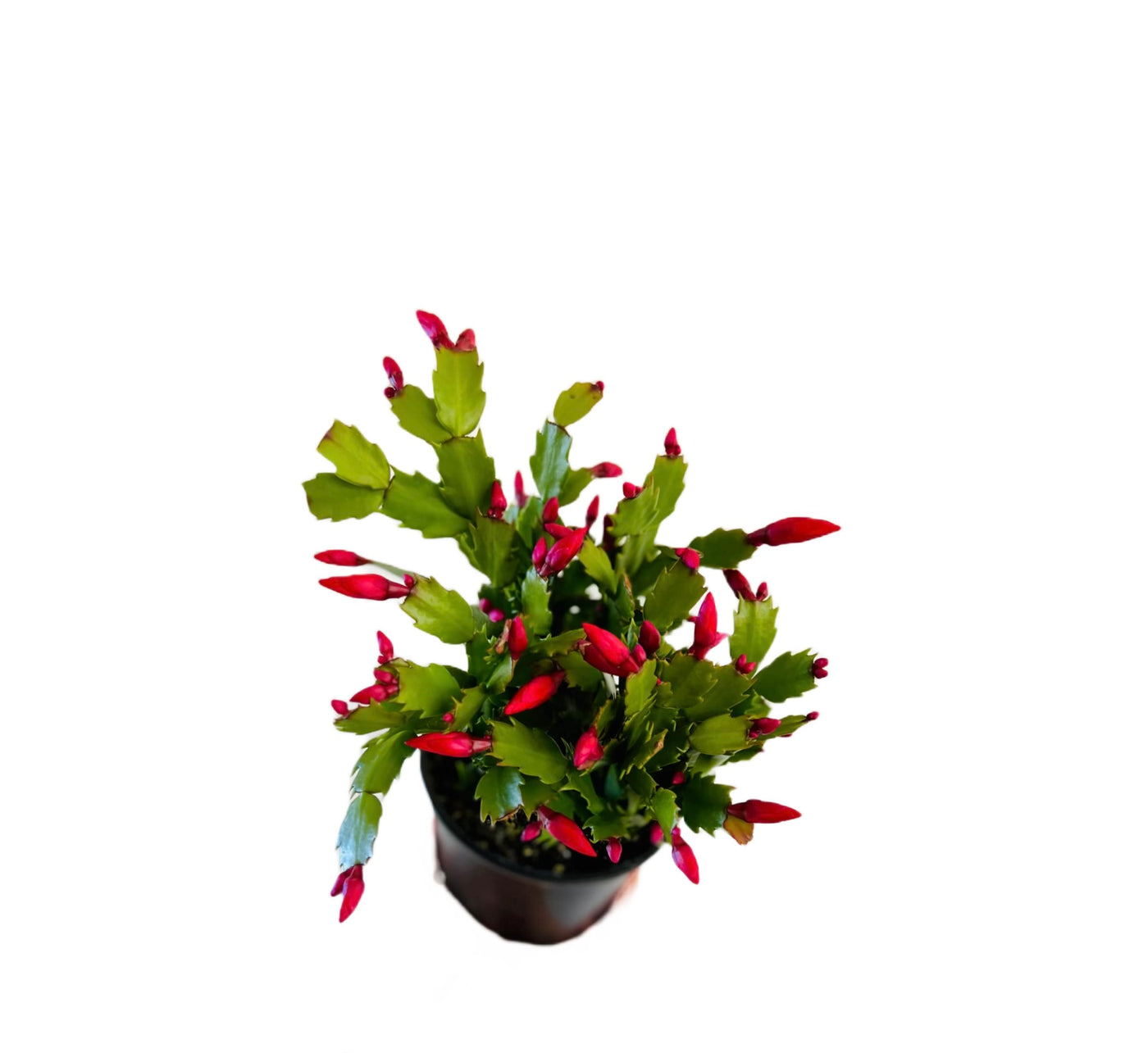 6 inch Christmas Cactus (Schlumbergera bridgesii) for sale near me