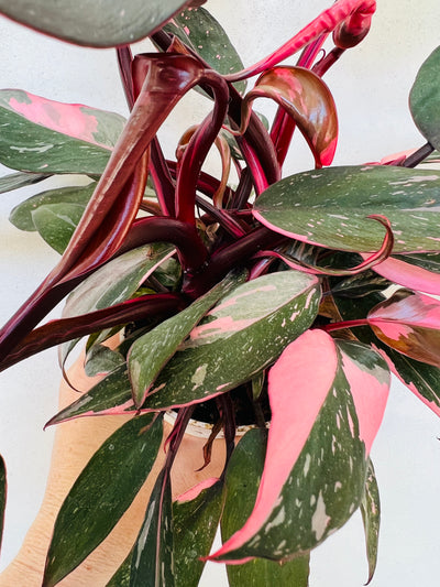 Extra full Philodendron Pink Princess (4 plants)