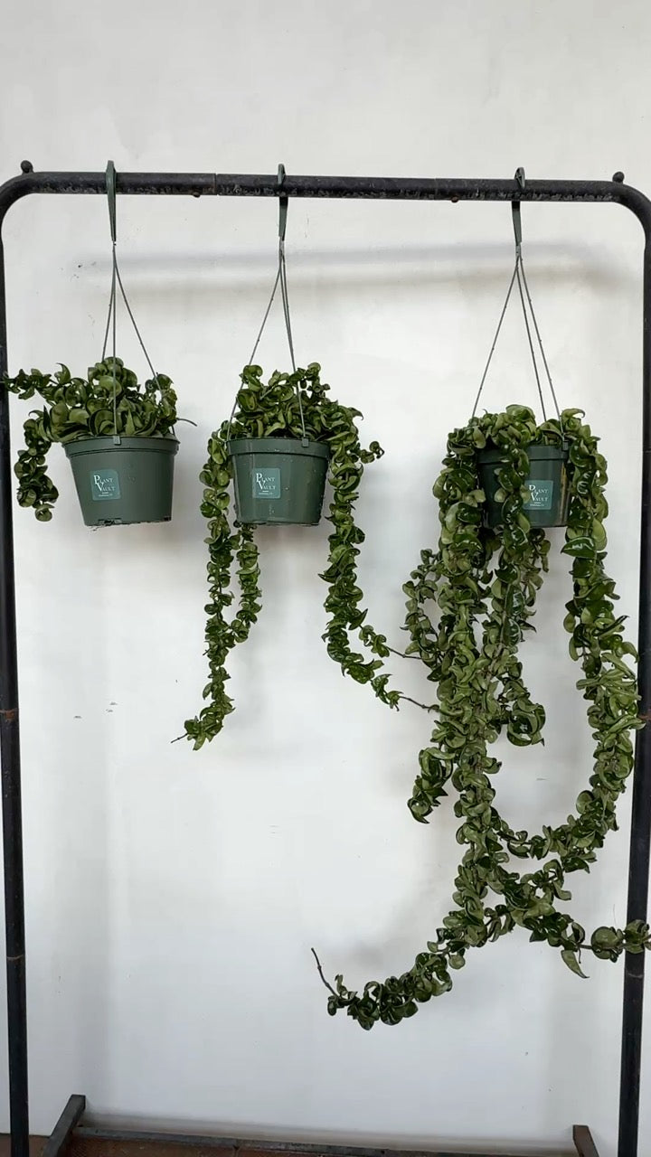 Hoya Hindu Rope “Carnosa Compacta” for sale at Plant Vault