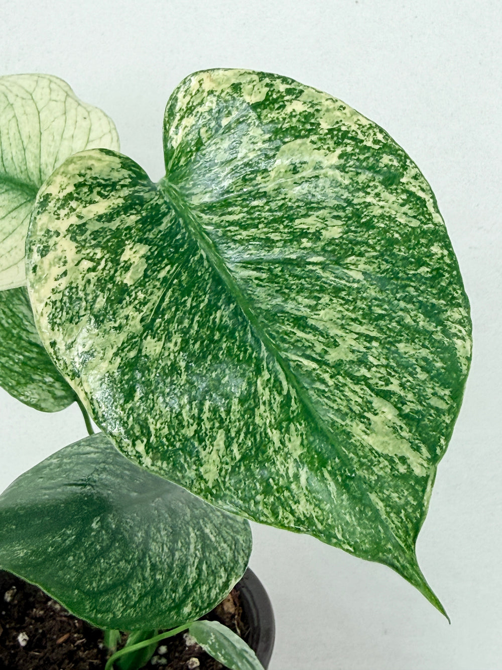 monstera thai mint Monstera Mint Variegated (Large Rare Plant!) – Plant Vault