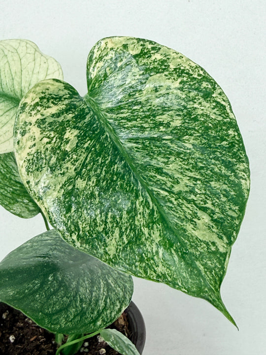 Variegated Monstera Mint