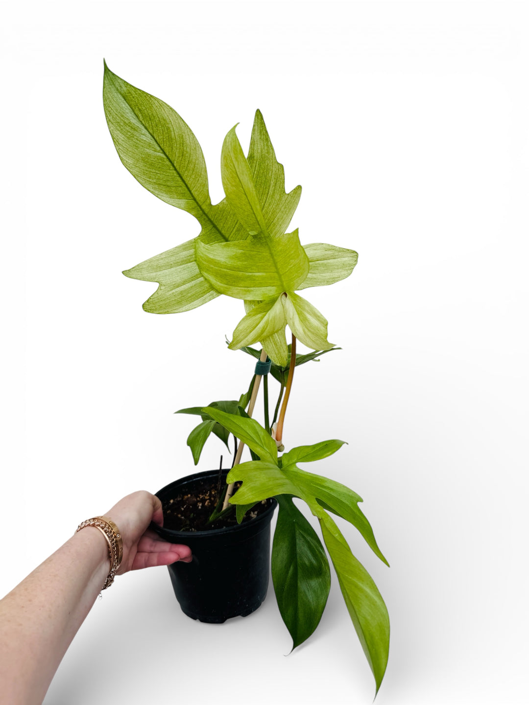 Philodendron Florida Ghost
