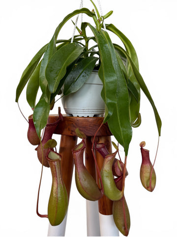 Nepenthes “Monkey Cup” carnivorous plant