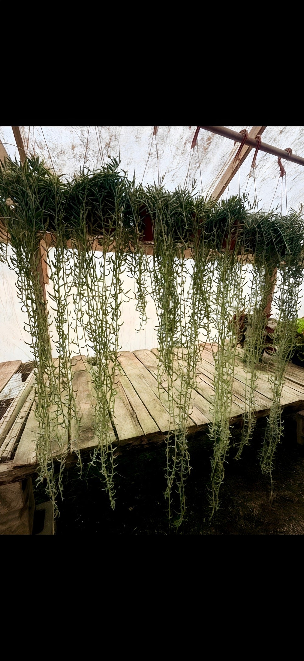 String of fishhooks for sale at Plant Vault