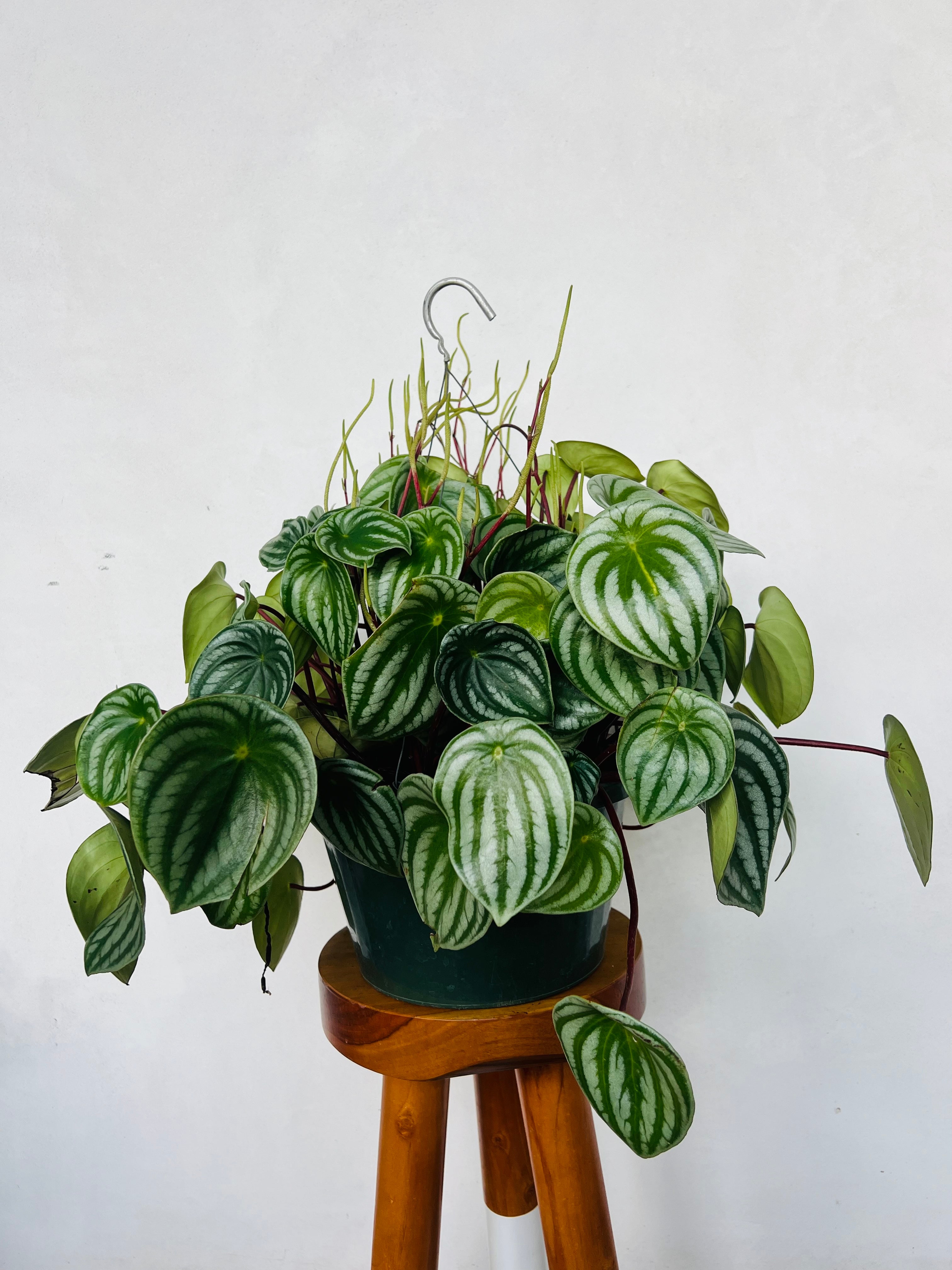 Giant Watermelon Peperomia for sale at Plant Vault