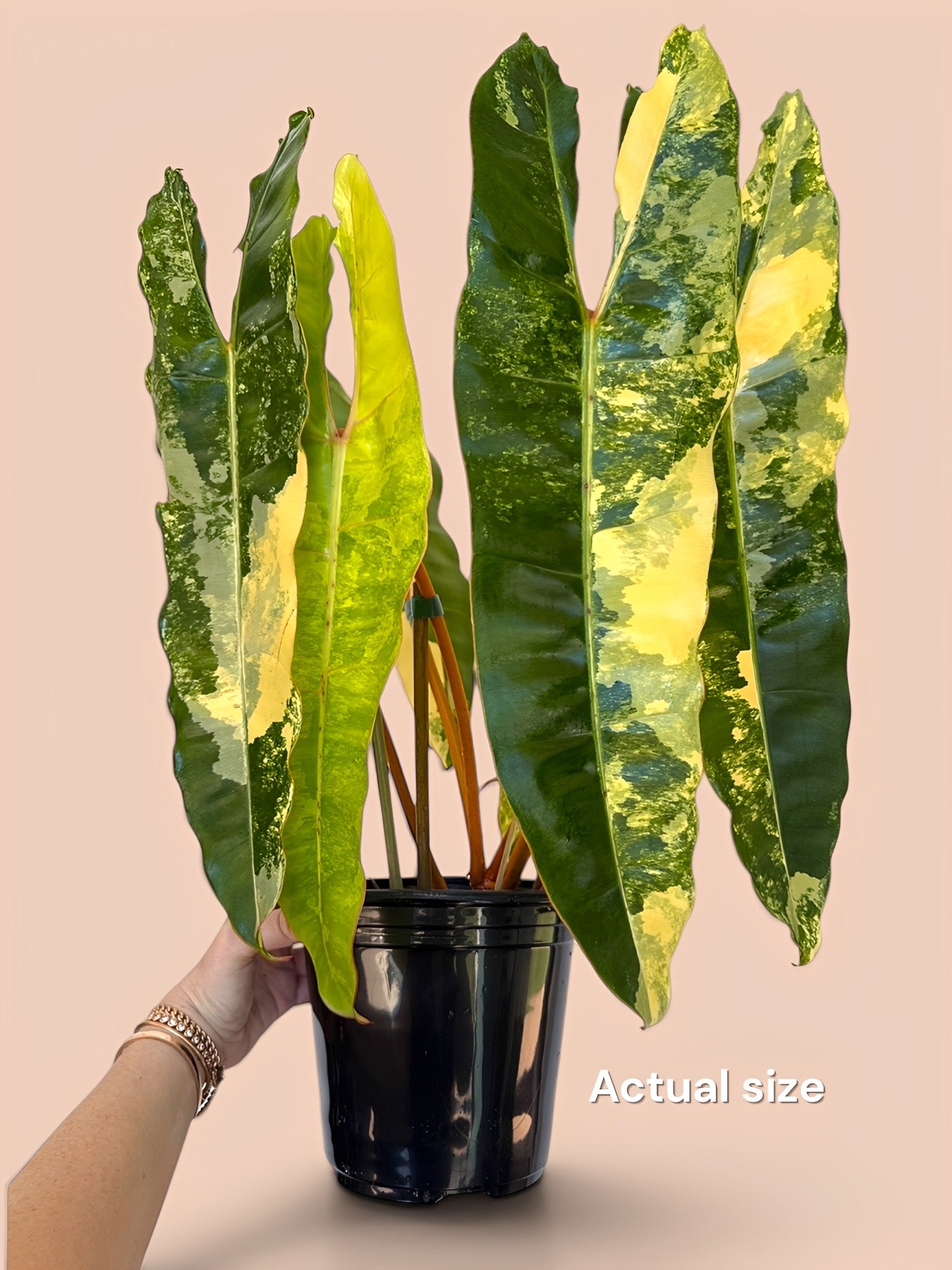 Philodendron Billietaie Highly Variegated – Plant Vault