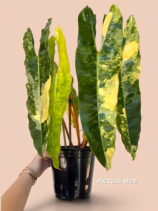 Philodendron Billietaie highly variegated 