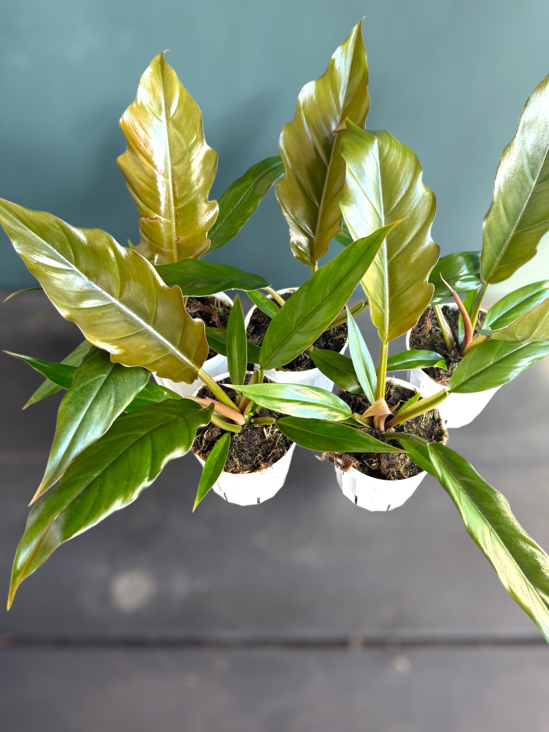 Philodendron Pluto “Choco Empress” for sale at Plant Vault