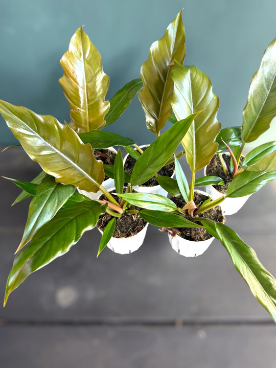 Philodendron Pluto “Choco Empress” for sale at Plant Vault