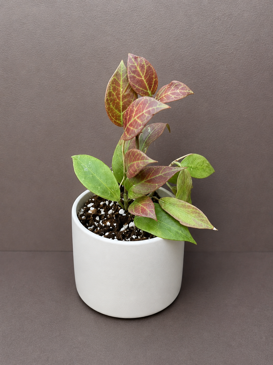 Hoya Sunrise Rare Plant 