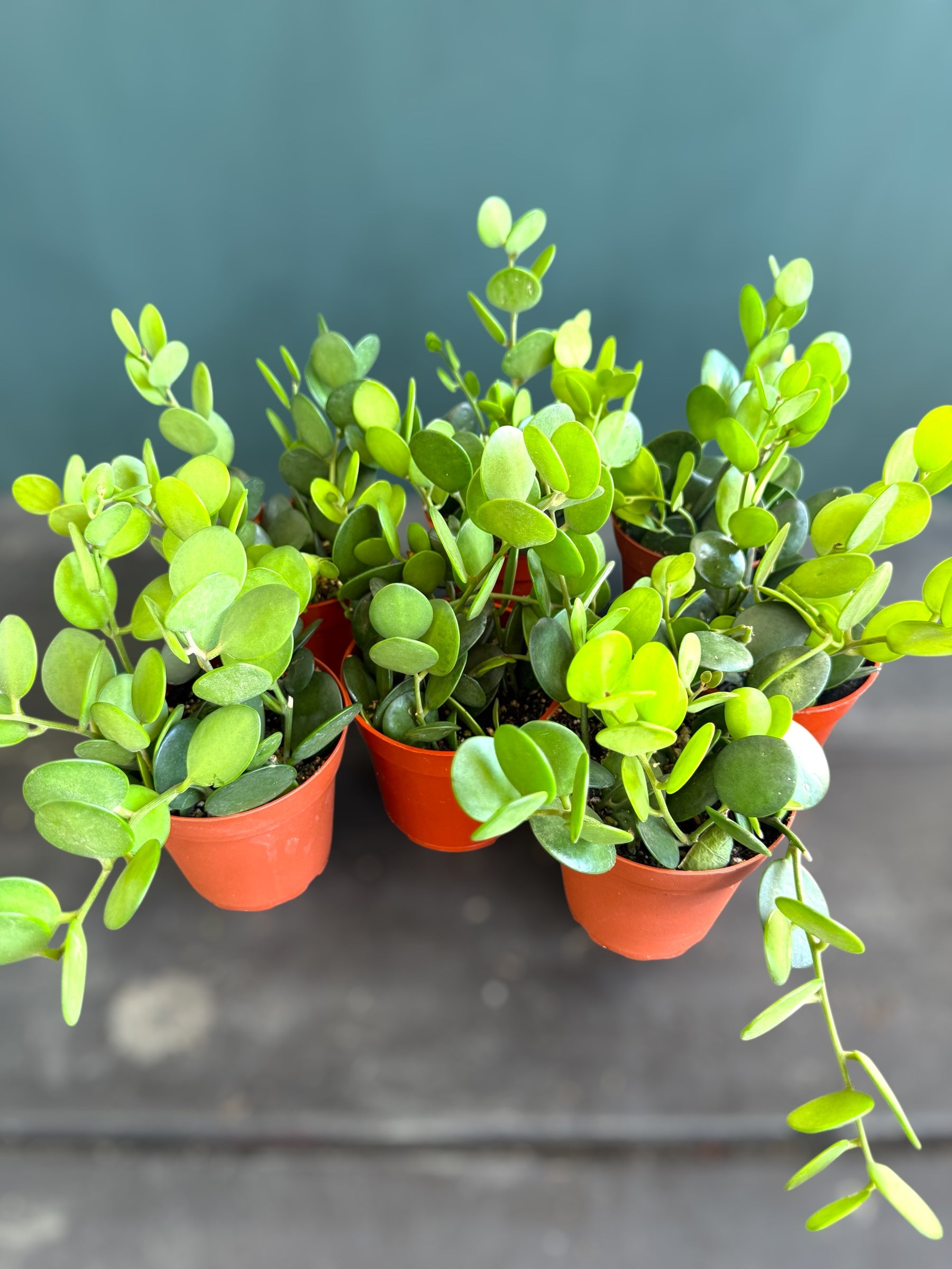 Rare String of Coins Plant for sale at Plant Vault
