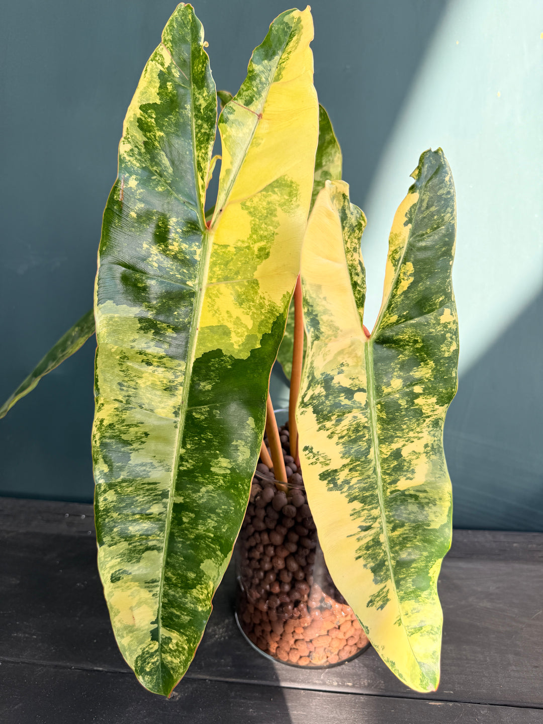 Variegated Billietaie for sale