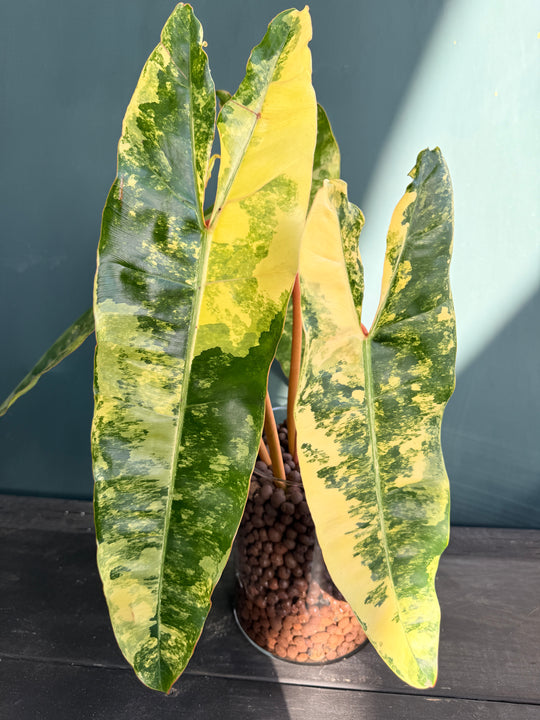 Variegated Billietaie for sale