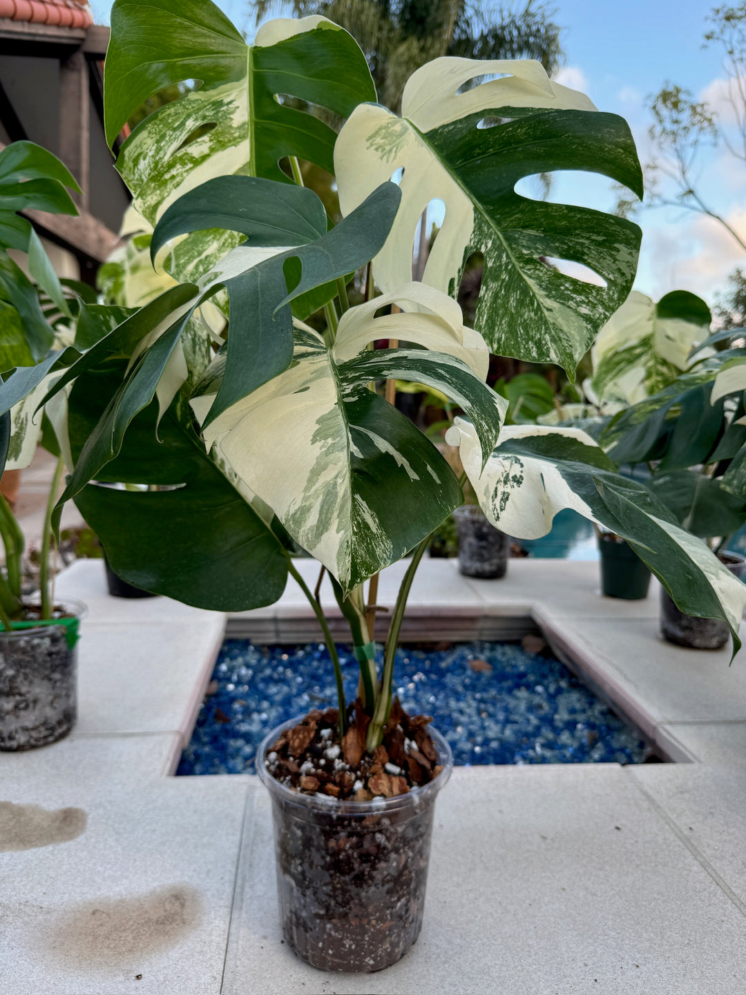 Variegated Albo Monstera