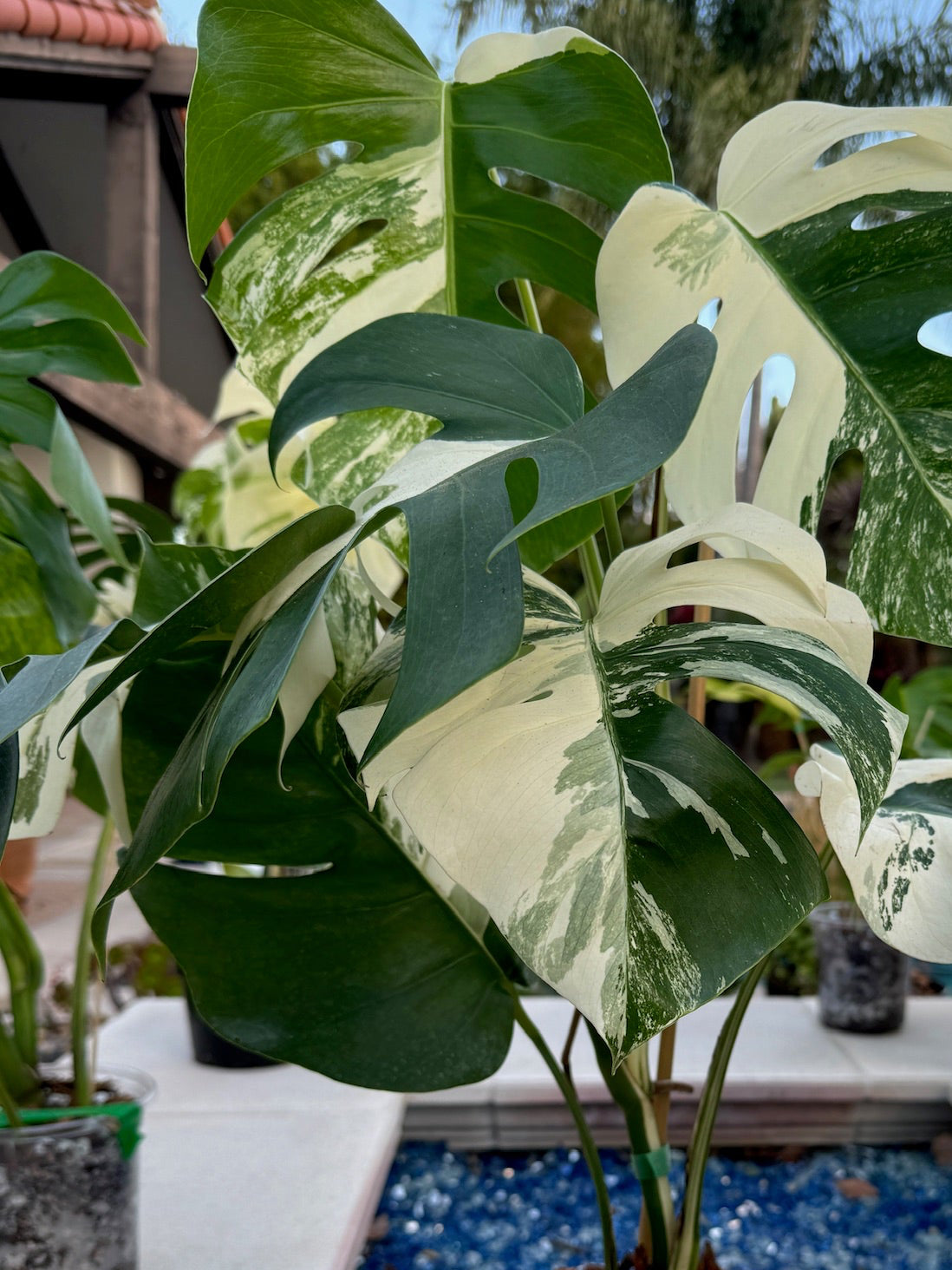 monstera plant etsy Variegated Monstera Albo - Rare Variegation