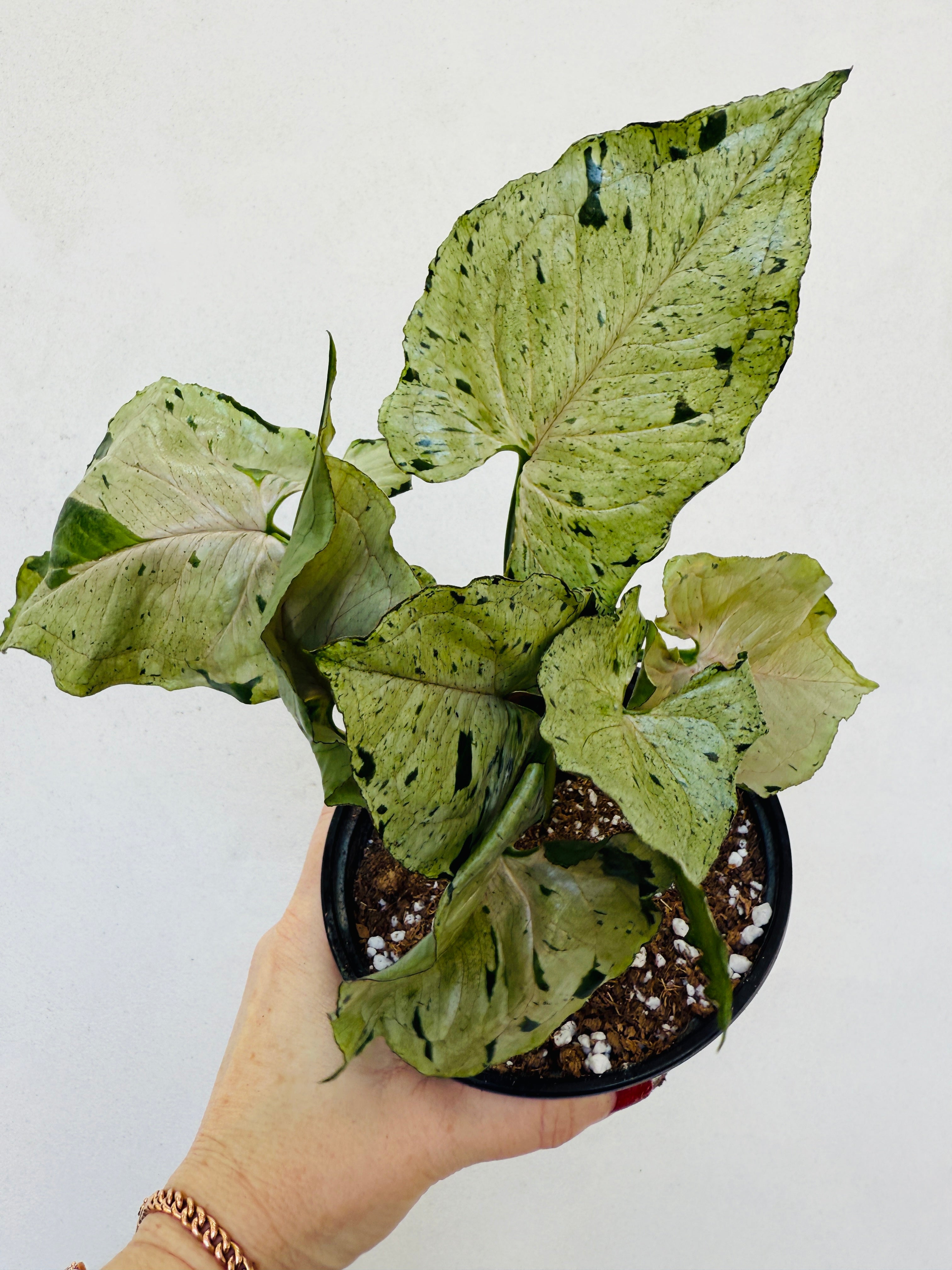 Syngonium ‘Green Splash’ for sale at Plant Vault