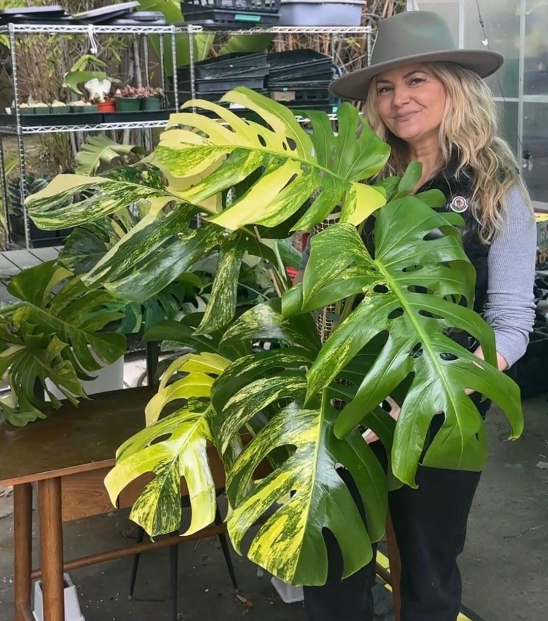 where to buy large monstera plant Monstera Aurea Variegated – Plant Vault