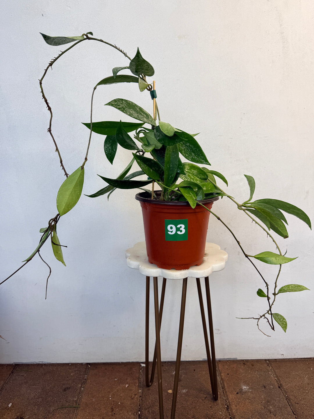 Hoya Pubicalyx