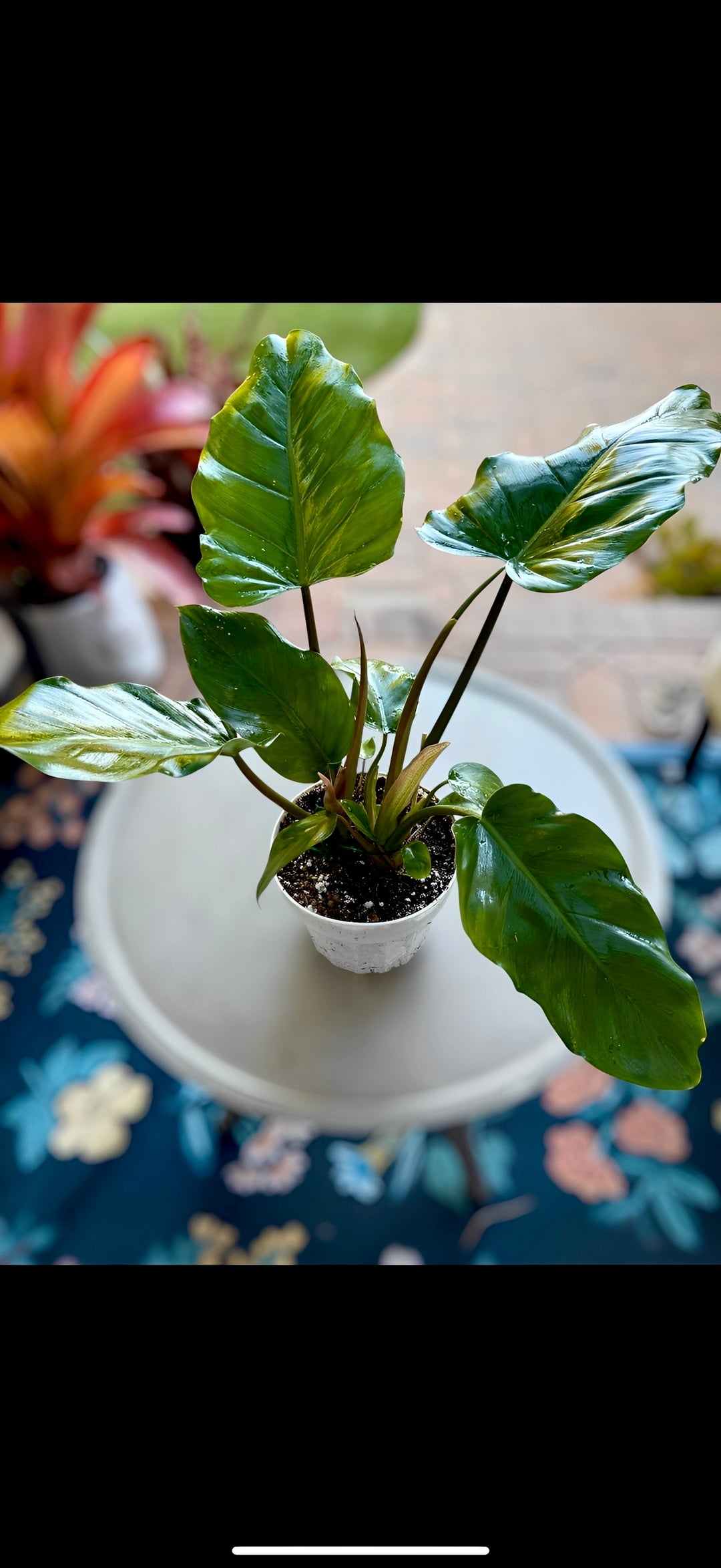 indoor jungle philodendron Philodendron Jungle Fever – Plant Vault