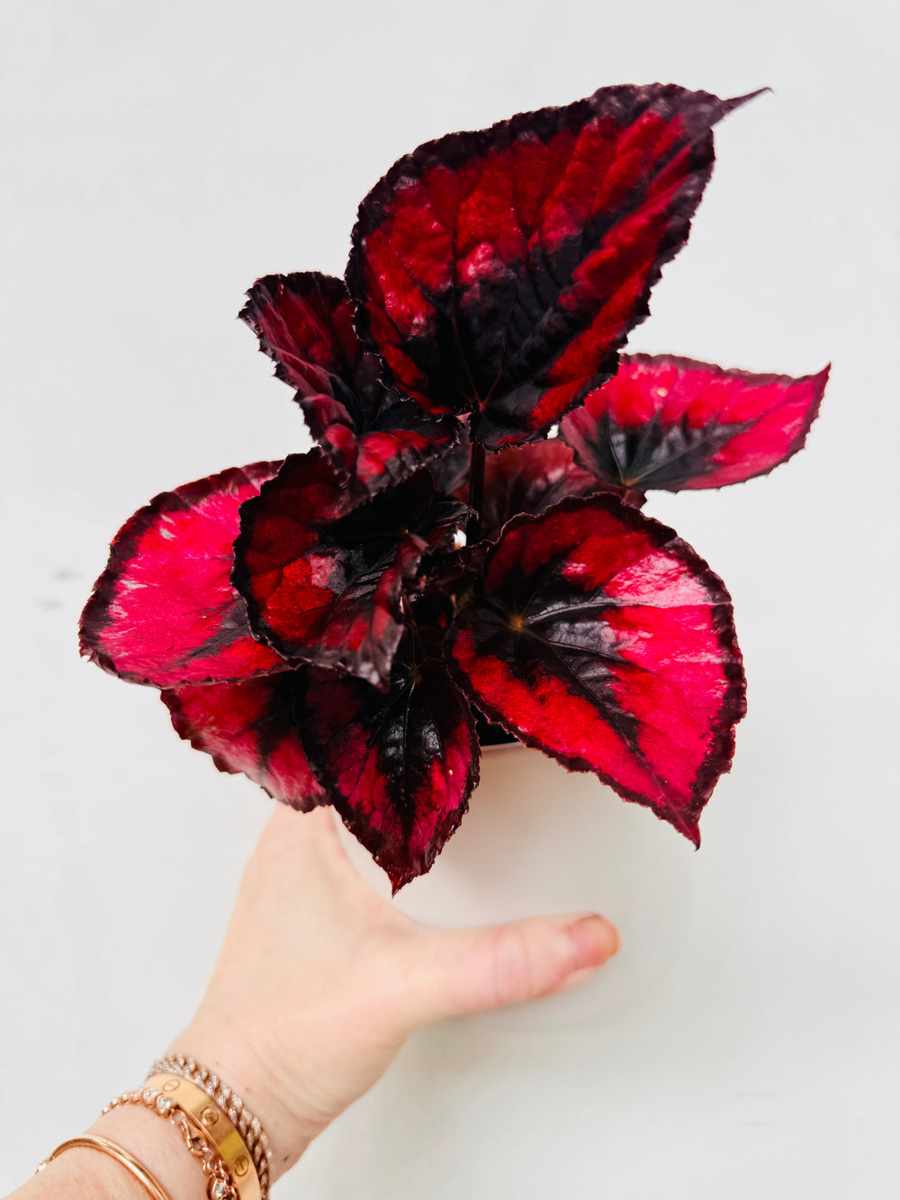 Begonia Red Kiss