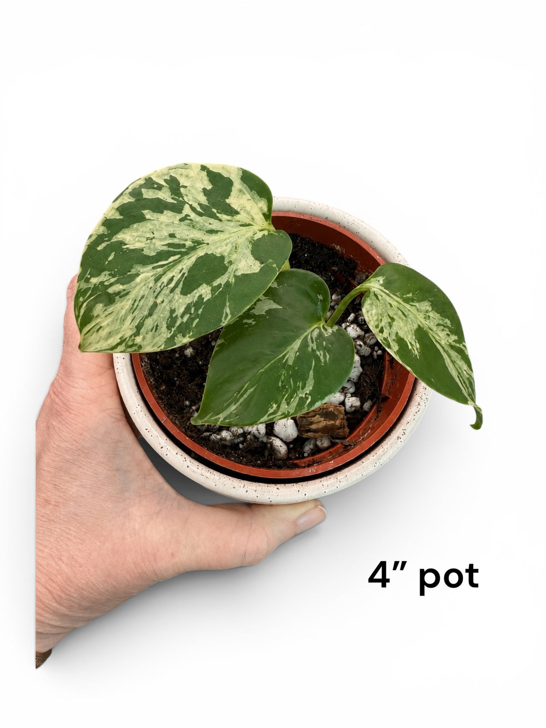 Monstera Bulbasaur