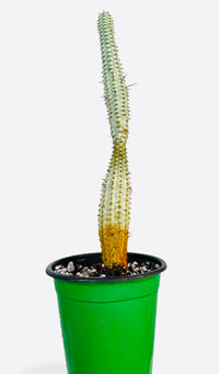 “Corn Cob” Euphorbia mammillaris