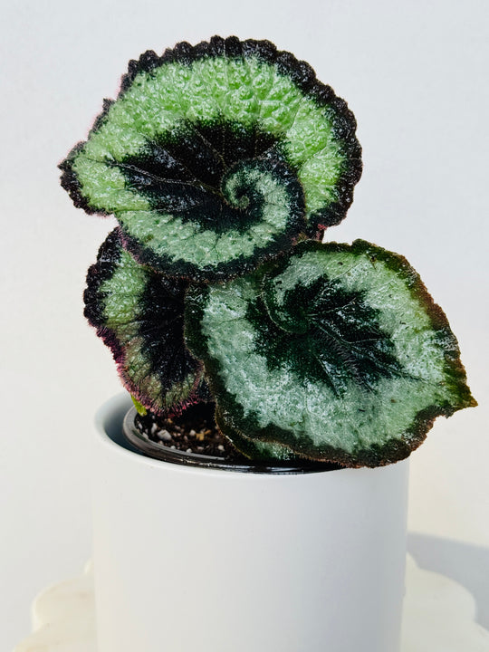 Begonia Escargot