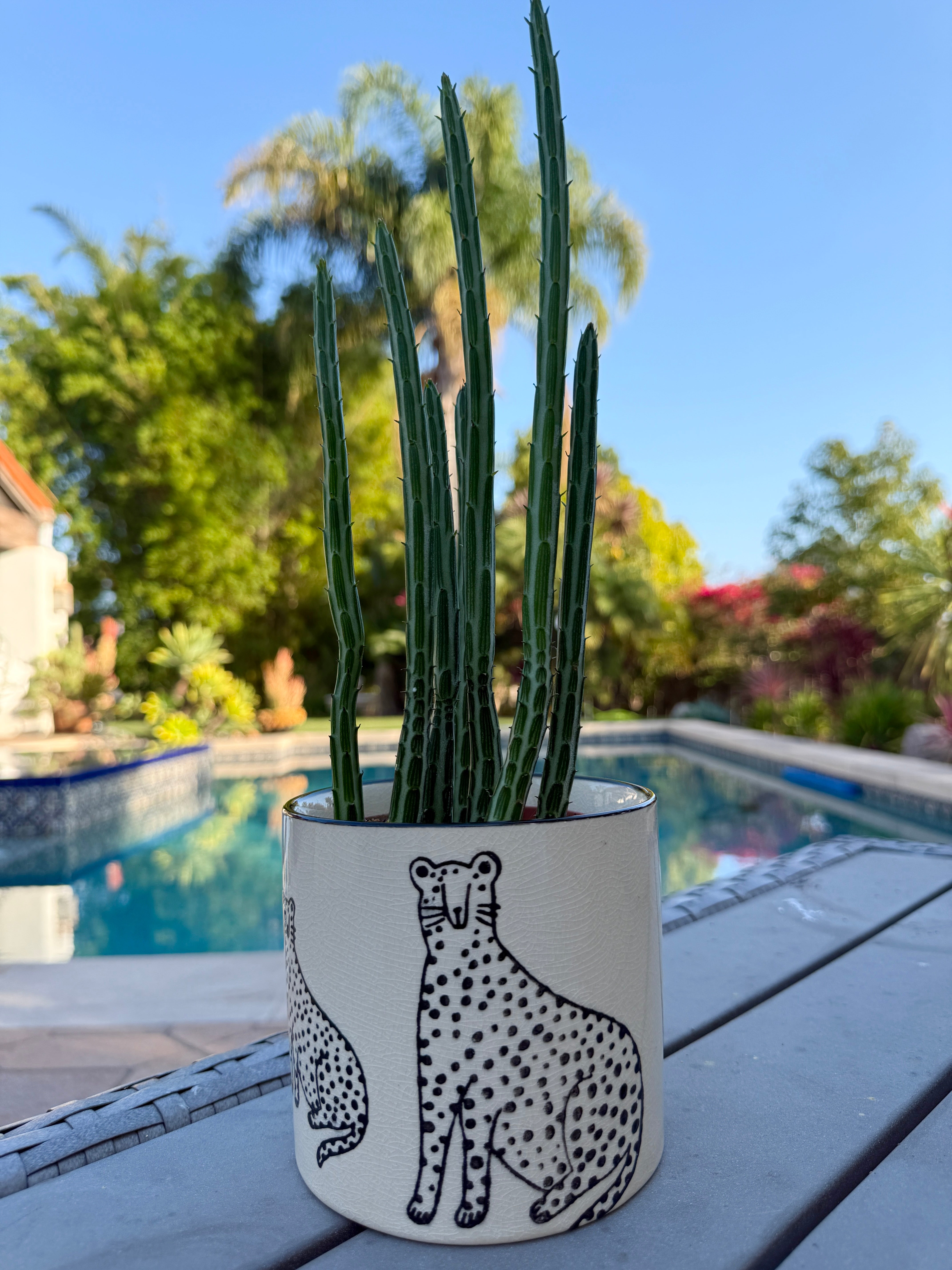 Pickle Cactus in a 4 inch pot with cheetah design