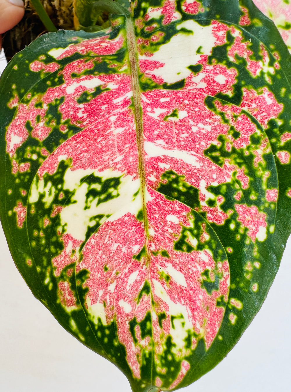 aglaonema pink cochin price Aglaonema Tricolor Anyamanee – Plant Vault