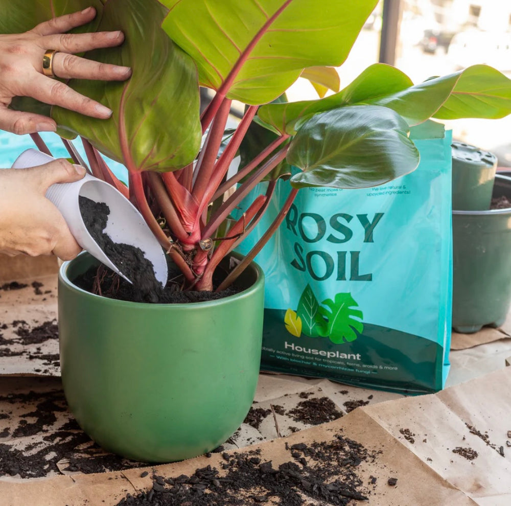 4qt Organic Potting Soil Mix, Indoor, Houseplants & Herbs for Sale at Plant Vault 