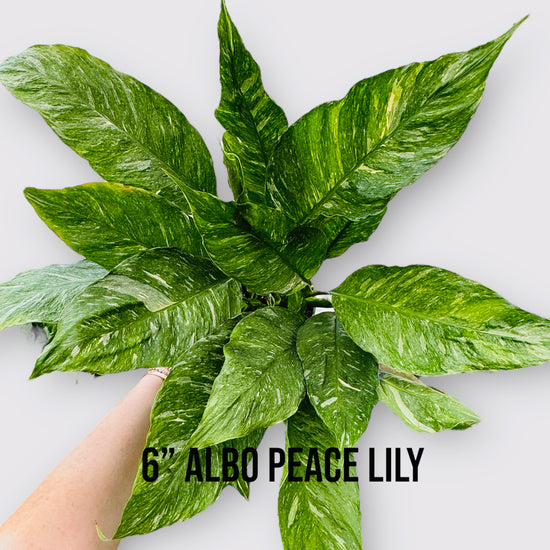 Variegated Albo Peace Lily 'Domino' - Spathiphyllum