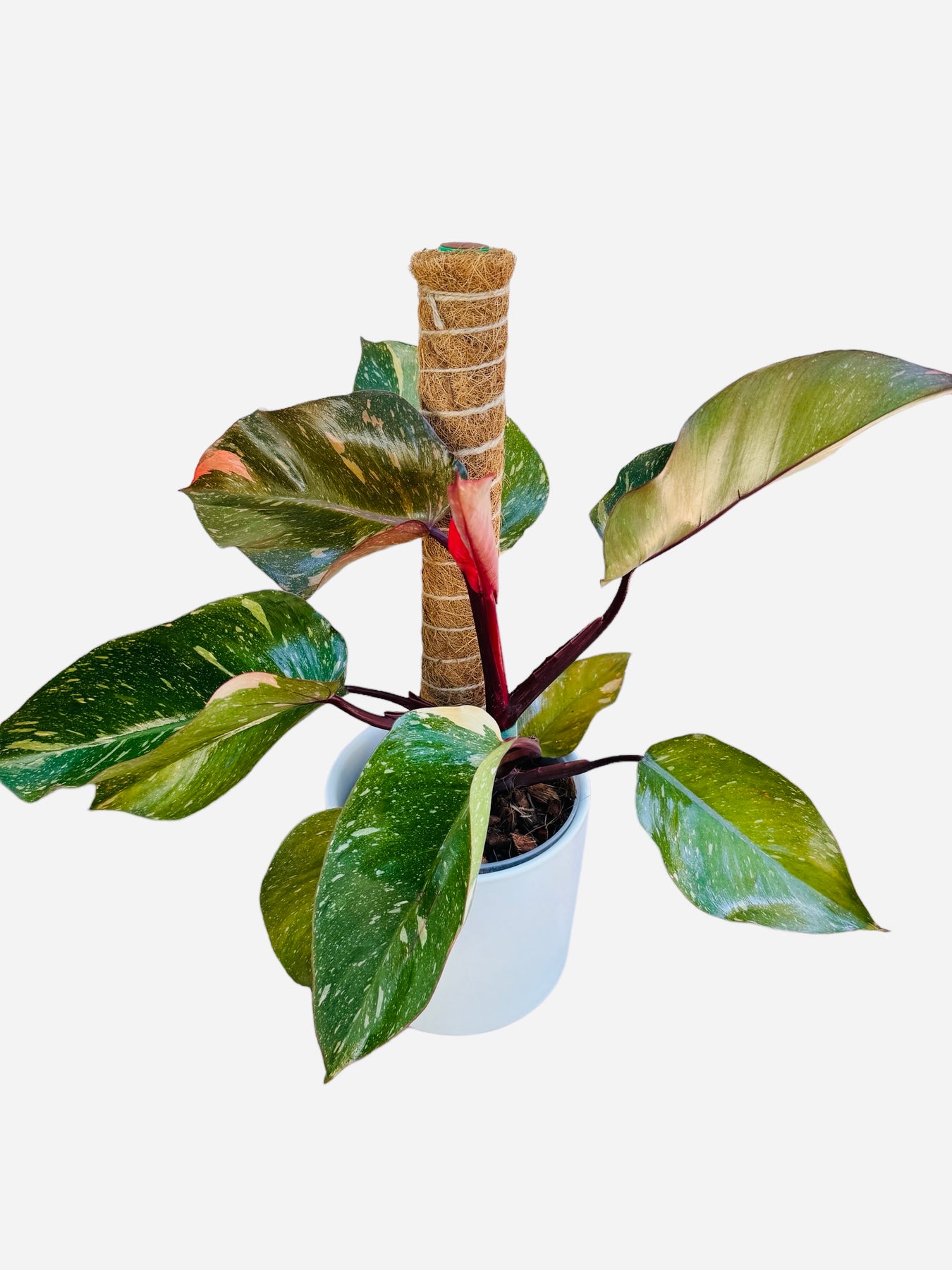 white and orange philodendron Philodendron Marbled Orange Princess Variegated – Plant Vault