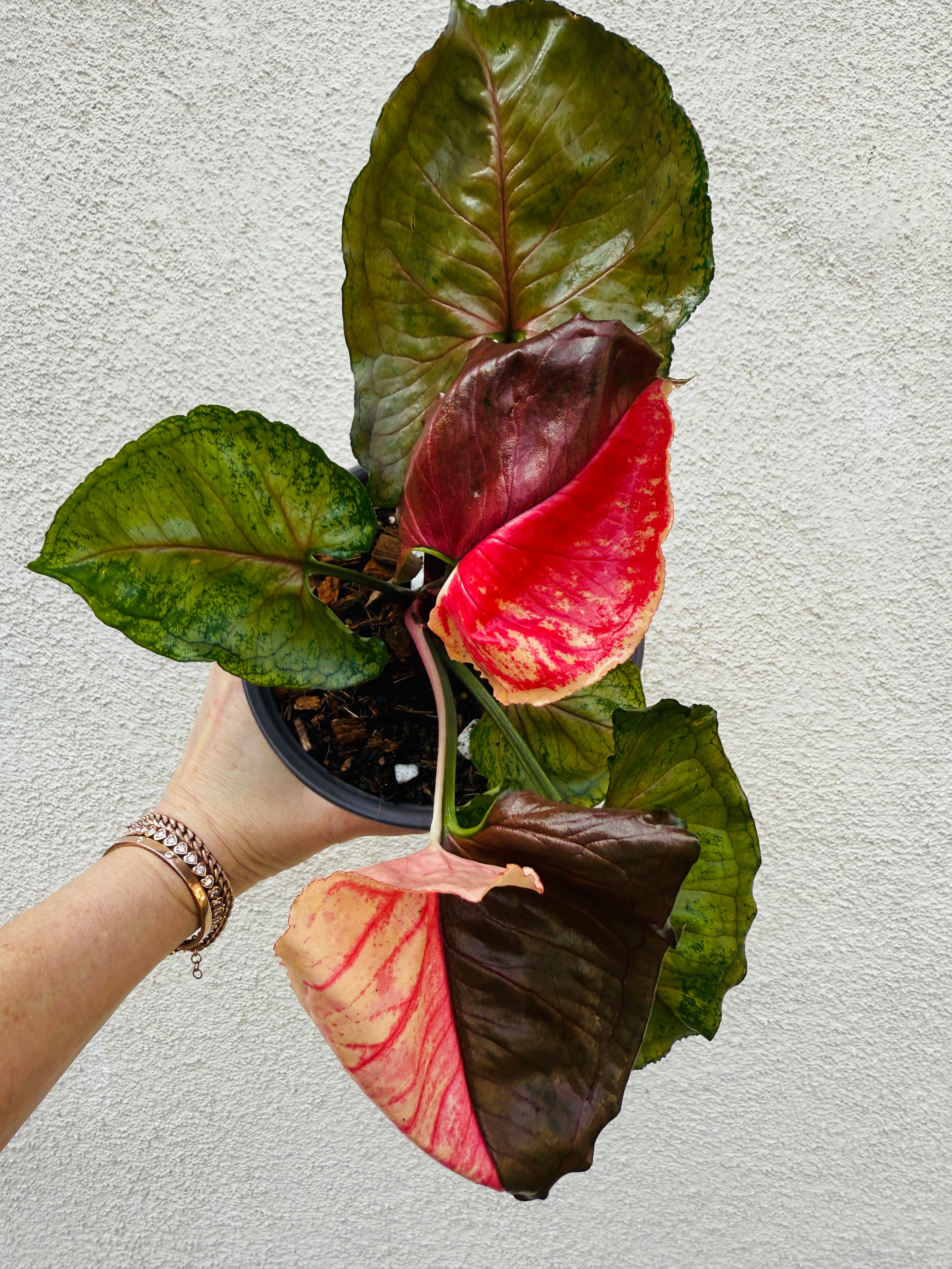 Rare Syngonium Strawberry Ice for sale at Plant Vault