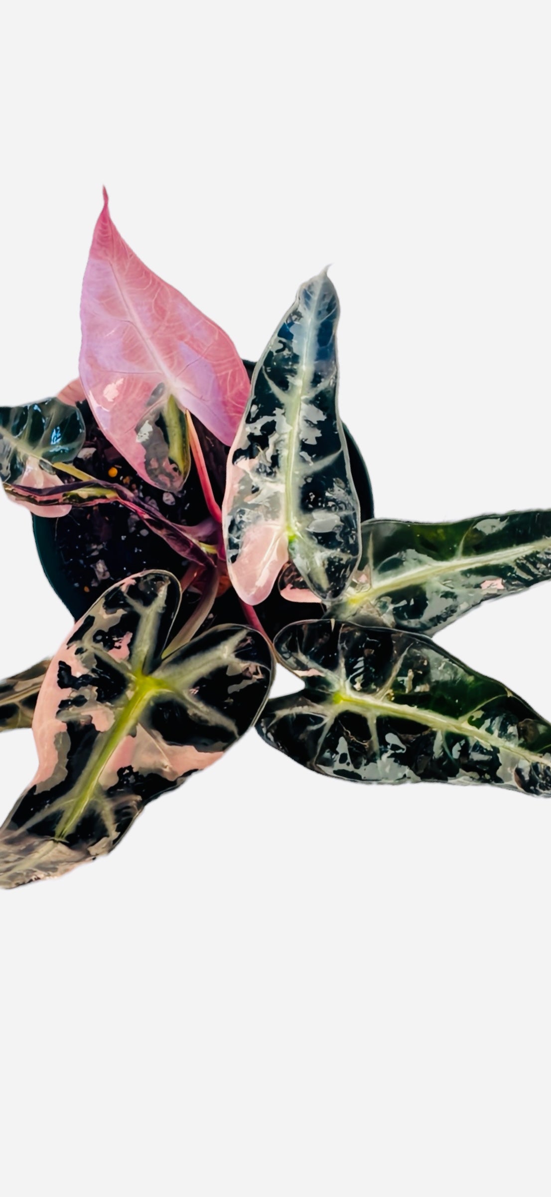 Rare Pink Alocasia Bambino for sale at Plant Vault