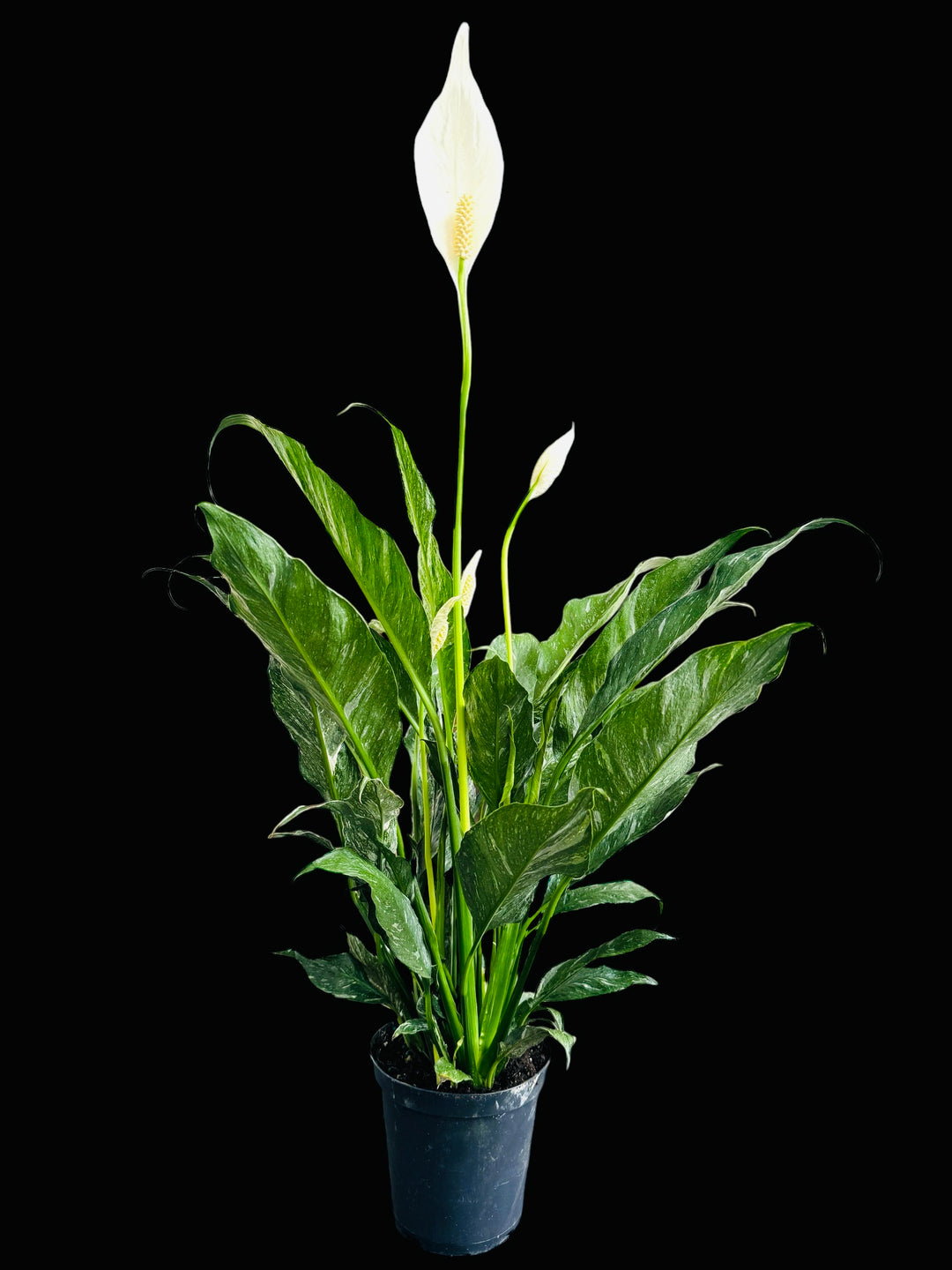 verigated peace lily Variegated Albo Peace Lily 'Domino'