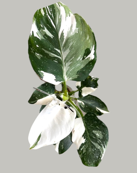 Philodendron White Wizard close up 