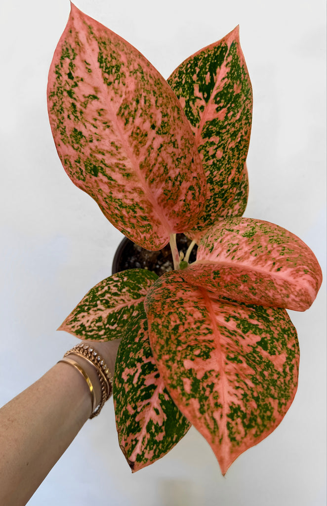 Aglaonema Orange stardust 親株 FullSizeRender_3a53d34a-ecb7-