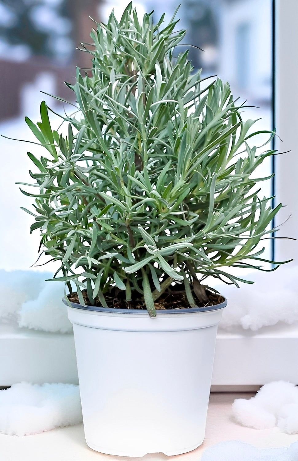 Fresh Lavender Plant for sale