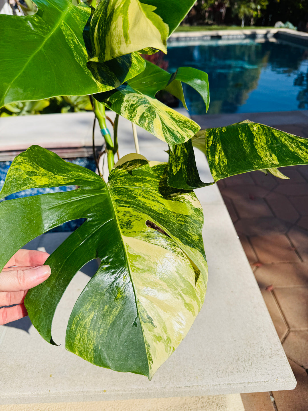 yellow variegated monstera Monstera Aurea Variegated – Plant Vault