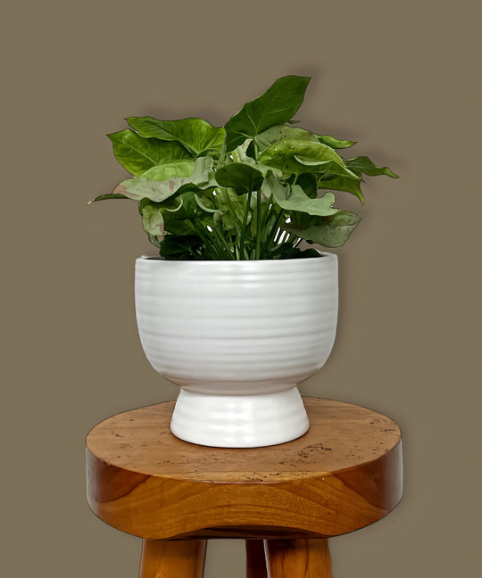 White Round Planter