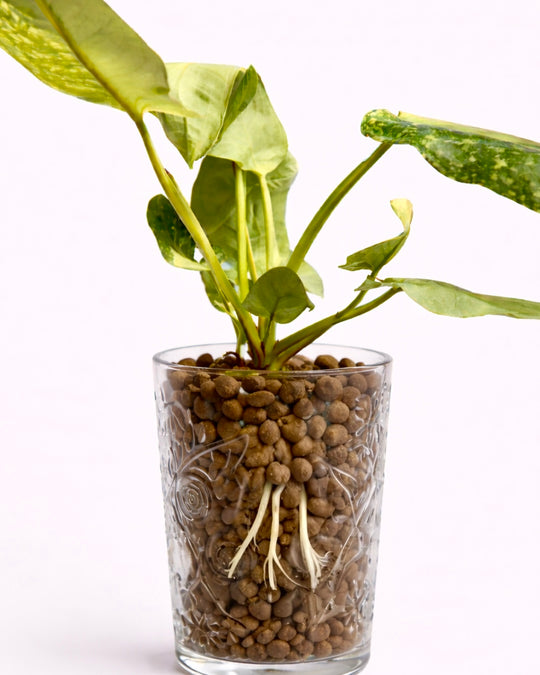 LECA planter pot